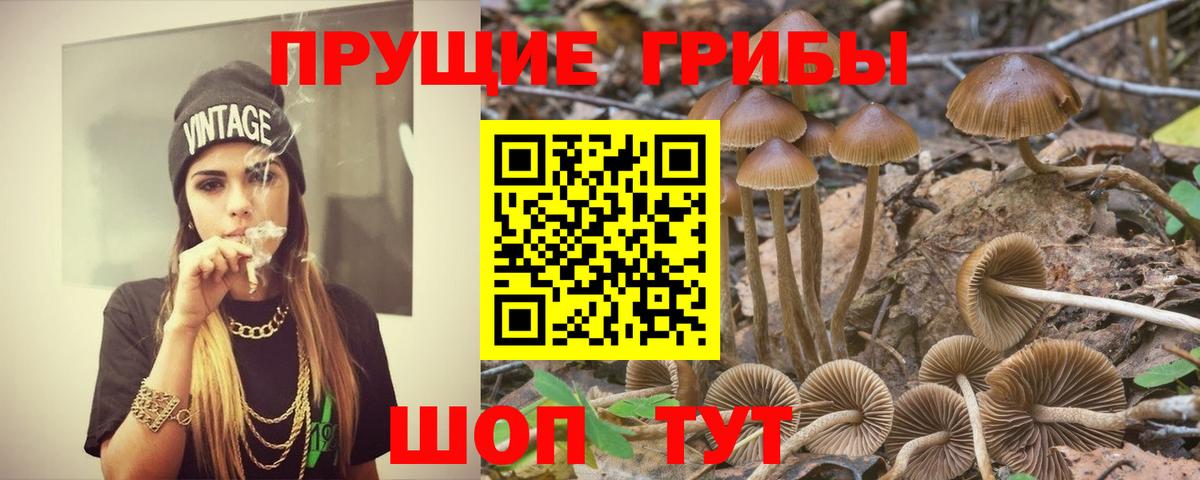 Псилоцибиновые грибы Psilocybe Тара
